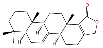 Mooloolabene L